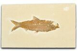 Detailed Fossil Fish (Knightia) - Wyoming #357544-1